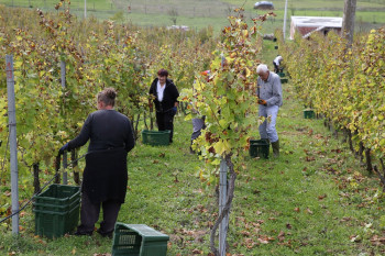 Почела берба жилавке у Царским виноградима породице Вукоје