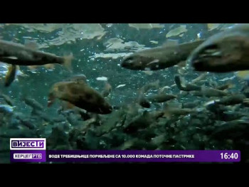 Воде Требишњице порибљене са 10.000 комада поточне пастрмке(Видео)