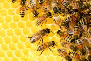 Trebinje domaćin Međunarodne konferencije o urbanom pčelarstvu