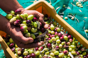 ТРЕБИЊЕ  - Квалитет маслине гарантује врхунска уља