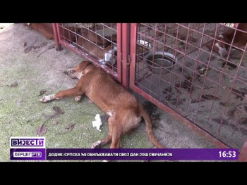 Отровано осам расних ловачких паса у селу Лапја(Видео)
