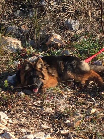 Nestao  pas ,  posljednji put vidjen u okolini Varine Grude
