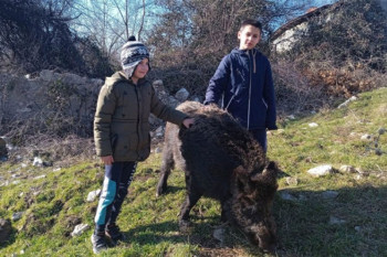 Gačanin pripitomio divlju sviju, Tita ne bi dao ni za milion