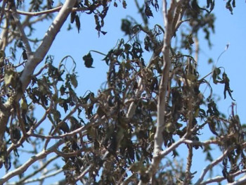 Mraz u narednim danima može naštetiti voćnjacima