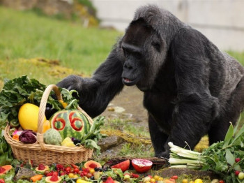 Najstarija gorila na svijetu Fatou proslavila 66. rođendan (FOTO)