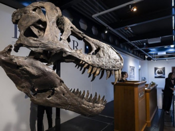 Skelet Tiranosaurusa prodat privatnom licu za više od pet i po miliona evra