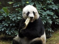 Uginuo Pan Pan, najstarija panda na svijetu