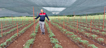 Poljoprivrednici će posaditi 1,5 miliona sadnica paprike