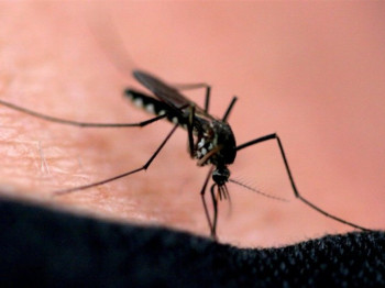 Kako da se odbranimo od komaraca - došli su ranije, kiša im prija, a prskanje je nemoguće