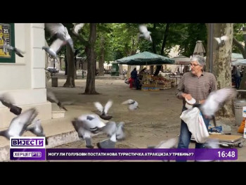 Da li golubovi mogu postati nova turistička atrakcija u Trebinju!? (VIDEO)