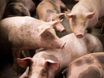 Utvrđeno prisustvo virusa afričke kuge kod svinja; Veterinarski inspektori na terenu