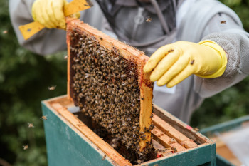 Izuzetno teška godina za pčelare