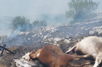 U velikom požaru kod Gacka stradale krave