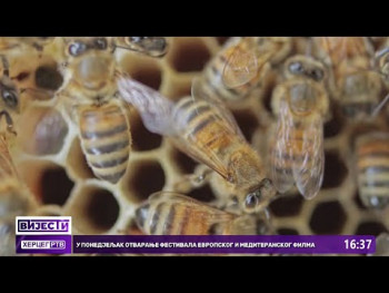 Urbano pčelarstvo- novi koncept poboljšanja kvaliteta života (Video)