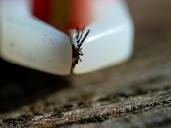 Дјевојка преминула након уједа крпеља