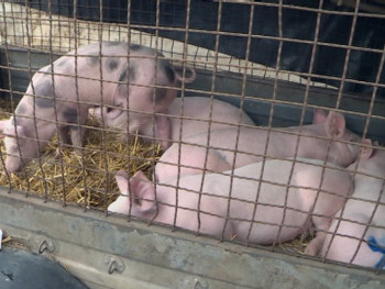 Budimović: Zbog afričke kuge svinja pitanje je šta će se dešavati sa cijenom mesa