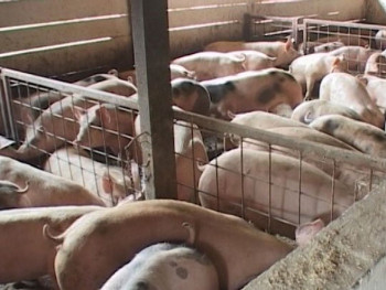 U Srbiji do sada eutanazirano 20.738 svinja