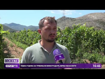 Teška godina za trebinjske vinogradare, cijena će rasti ( video )