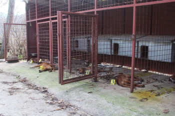 Trebinjski lovci sve glasnije negoduju, od početka godine otrovano više od 20 lovačkih pasa