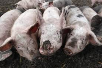 Zaražene svinje švercuju u Hercegovinu, ministar najavljuje krivične prijave
