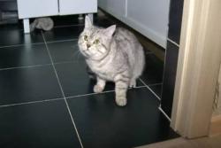 Rus prodao mačka za 78.000 evra