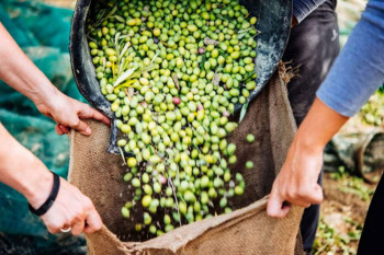 Hercegovački maslinari zadovoljno trljaju ruke