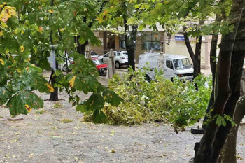 Olujni vjetar u Trebinju polomio drvo na gradskoj pijaci