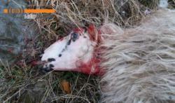 Vuk desetkovao stado