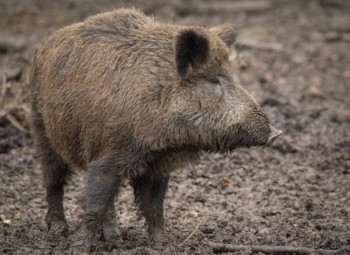 Sedam uginulih divljih svinja na području Gacka i Nevesinja
