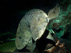 Након 90 година пливања: Угинула најстарија риба на свијету