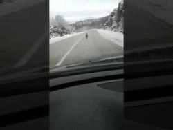 Близак сусрет возача и срне на путу Гацко-Билећа (ВИДЕО)