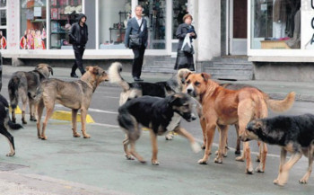 Otrovano pet lovačkih pasa u mjestu Poljice-Dubočani