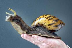 Najveći puž na svijetu je afrički puž ''Achatina achatina''