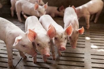 Prvi slučajevi afričke kuge svinja u Crnoj Gori u pograničnom dijelu između Bileće i Nikšića