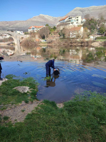 Poribljavanje Trebišnjice i Goričkog jezera