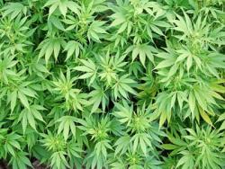 Holandski parlament izglasao dozvolu za uzgajanje marihuane