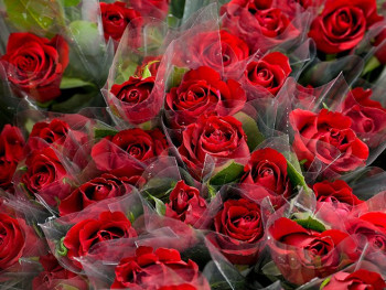 MILICA - NAJČEŠĆE ŽENSKO IME