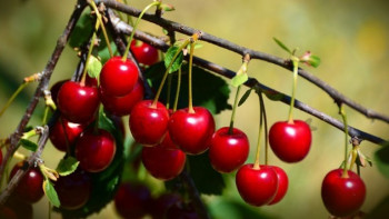 Ljubinje: u voćnacima  i 110 hektara višnje
