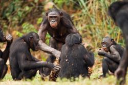 О чему разговарају шимпанзе?