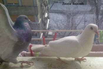 Najava: Izložba fotografija bijelih golubova i Vaskršnja izložba kravata Divne Bijelić