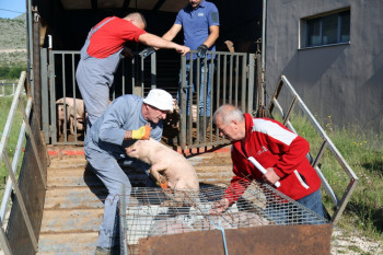 Podijeljeni prasići za trebinjske poljoprivrednike
