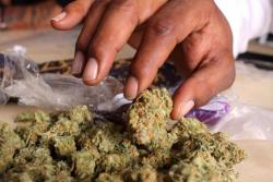 Заплијењена марихуана у Источном Сарајеву, ухапшени Требињци