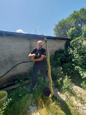 Na Banjevcima uhvaćena zmija duža od dva metra, Mišo Pamučina ponovo pritekao u pomoć (Foto)