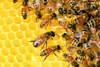 Loša godina za hercegovačke pčelare, mnogo patvorenog meda u marketima