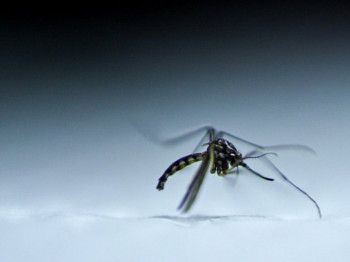 Virus Zapadnog Nila potvrđen u Srbiji: Žena preminula nakon uboda komarca