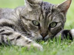 Mačke glume da su ravnodušne prema ljudima