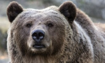 Plužine: Medvjed napao lovca i nanio mu teške tjelesne povrede