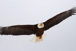 Sa 40 godina orao bira put u smrt ili u novo, bolno, rađanje