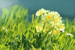 Ljekovito bilje: Jagorčevina vjesnik proljeća koji čuva pluća