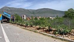 Novi oleandri na obilaznici